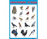 Плакат 978-5-43151-635-1  Зимующие птицы