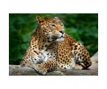 Набор для творчества Алмазная мозаика Гордый леопард на дереве 30*40см CF30030